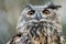 Portraiture of an owl sitting on wood with blurred background