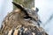 Portraiture of an owl sitting on wood with blurred background