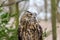 Portraiture of an owl sitting on wood with blurred background