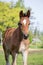 Portrat of cute small foal in summer pasture