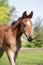 Portrat of cute small foal in summer pasture