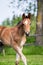 Portrat of cute small foal in summer pasture