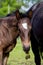 Portrat of cute small foal in summer pasture