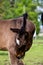 Portrat of cute small foal in summer pasture