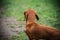 Portrat in profile of Dachshund dog in outdoor. Beautiful Dachshund standing on the green grass. Standard smooth-haired dachshund