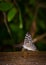 Portrate of a beautiful butterfly sitting on bark macro image