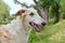 Portrate of borzoi dog