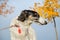 Portrate of russian borzoi