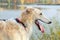 Portrate of white borzoi