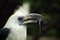 Portratit of bird White-crowned Hornbill, Berenicornis comatus, with mouse in bill