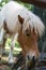 Portratit of a brown and white pony grazing