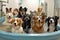 Portraying dogs of different breeds being playfully washed and dried in a daycare spa setting, emphasizing cleanliness and