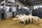 Portree, Scotland: Lambs and ewes auction sales in Portree, Skye Island