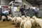 Portree, Scotland: Lambs and ewes auction sales in Portree, Skye Island