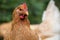 Portret of pale yelow free-range chicken on an organic farm. Organic farm. Close up