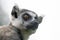 Portret of a ring tailed lemur Lemur catta