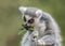 Portret of a ring tailed lemur Lemur catta eating leaves. Apenheul in the Netherlands, Europe.