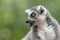 Portret of a ring tailed lemur Lemur catta eating leaves. Apenheul in the Netherlands, Europe.
