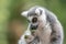 Portret of a ring tailed lemur Lemur catta eating leaves. Apenheul in the Netherlands, Europe.