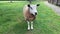 Portret of sheep on pasture in a meadow on a farm. Ecological sheeps  farm