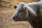 Portret of a white cow The Charolais is a breed of taurine beef cattle from the Charolais area surrounding Charolles, in Burgundy