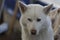 Portret of the white husky dog in winter