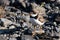 PortrÃ¤t of a Common Ringed Plover on the coast of the Glacier Bay in Alaska( Charadrius hiaticula )