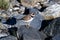 PortrÃ¤t of a little Common Ringed Plover on the coast of the Glacier Bay in Alaska( Charadrius hiaticula )