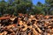 Portugal, Alentejo Region. Newly harvested cork oak. Quercus suber.