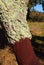 Portugal, Alentejo Region. Newly harvested cork oak tree. Quercus suber.