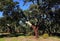 Portugal, Alentejo Region. Newly harvested cork oak tree. Quercus suber.