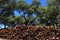 Portugal, Alentejo Region. Newly harvested cork oak trees. Quercus suber.