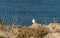 Portugal, Algarve, Sagres Fortress, Gulls Nest, Fortaleza del Sagres, Nido de Gaviotas