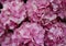 Portugal. Pink Hydrangea or Hortensia Hydrangea macrophylla
