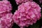 Portugal. Pink Hydrangea or Hortensia Hydrangea macrophylla