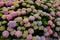Portugal. Pink and mauve Hydrangea or Hortensia Hydrangea macrophylla
