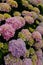 Portugal. Pink and mauve Hydrangea or Hortensia Hydrangea macrophylla