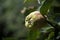Portugal quince, also called pear quince (Cydonia oblonga) in a