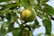 Portugal quince or pear quince in the tree (Cydonia oblonga)