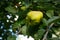 Portugal quince or pear quince in the tree (Cydonia oblonga)