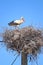 Portugal stork nest