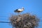 Portugal stork nest in Algarve region