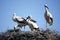 Portugal - Stork in south Portugal - Cigognes au nid Sud Portugal