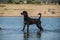 Portugal water dog is standing in water