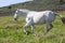 Portuguese Lusitano Horse