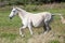 Portuguese Lusitano Horse