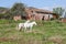 Portuguese Lusitano Horse