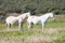 Portuguese Lusitano Horse