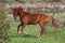 Portuguese Lusitano Horse