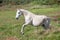 Portuguese Lusitano Horse